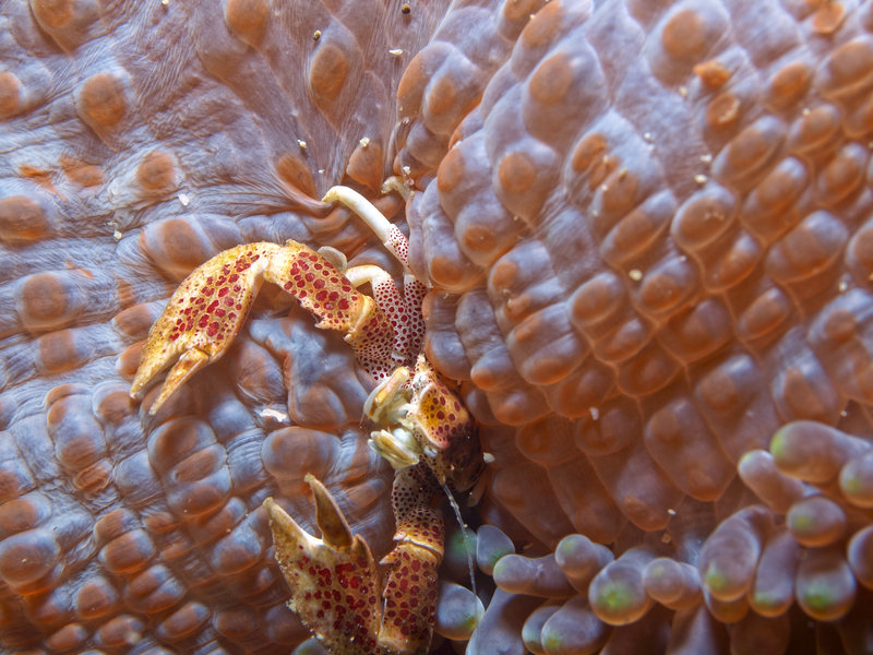Porcelain Crab, Nudibranch City